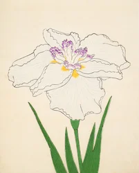 Cho-Hiyen, Nr. 91, 1890