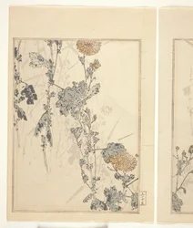 Chrysanthemen