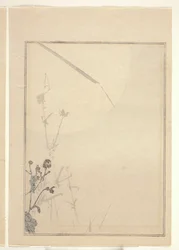 Chrysanthemen