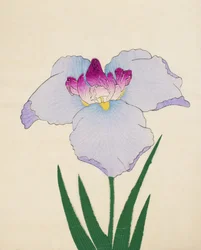 Hoshi-Zukiyo, Nr. 45, 1898