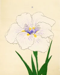 Manu-Zuru, Nr. 28, 1890