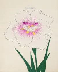 Misuji-no.-Ito, Nr. 17, 1898