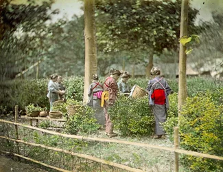 Tee pflücken, ca. 1880