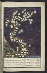 Genealogische Tafel in Form eines Baumes der Herrscher von Java, von Adam bis Pakuwana IV (von Surakarta) und Mataram IV (Hamengkubuwana IV von Yogykarta), in einem javanischen Manuskript, Papakem Pawukon