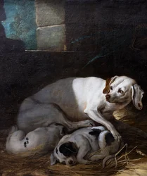 Hund, der ihre Jungen säugt