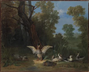 Enten ruhen im Sonnenschein