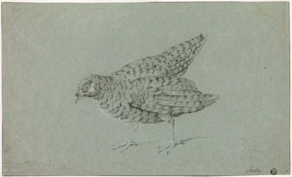 Rebhuhn