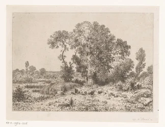 Baumgruppe bei einem Sumpf