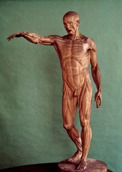 Menschliche Anatomie. Ecorché von Jean Antoine Houdon (1741-1828)