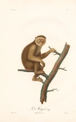 Berberaffe (Simia inuus)