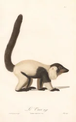 Schwarzweißer Vari (Lemur macaco)