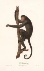 Schwarzer Klammeraffe (Simia paniscus)