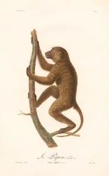 Kletternder Guinea-Pavian (Simia Sphinx, Varietät a)