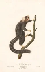 Gewöhnlicher Marmoset (Simia jacchus)