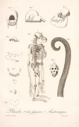 Vergleichende Primatenanatomie, Zweite Tafel