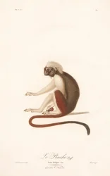 Lisztäffchen (Simia Oedipus)