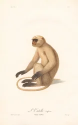 Hanuman-Langur (Simia entellus)