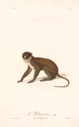 Kleiner Weißnasenaffe (Simia petaurista)