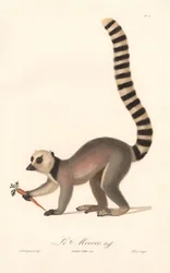 Katta (Lemur catta)
