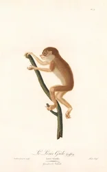 Schlanker Lori (Loris gracilis)