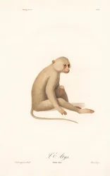 Weißhandgibbon (Simia alys)