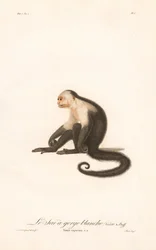 Weißkehlkapuziner (Simia capucina)