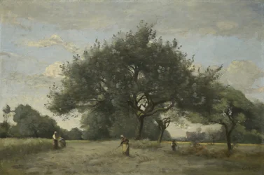 Apfelbäume auf einem Feld