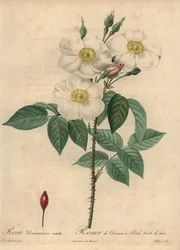 Weiße Damastrose, Rosa x damascena