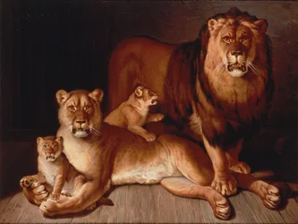 Stolz der Löwen