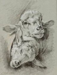 Studie von zwei Schafen, 1768