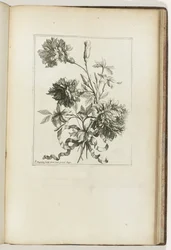 Gebundenes Bukett (Les Petits Bouquets, Serientitel)