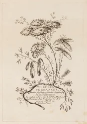 Titelseite, aus "Fleures Persannes"