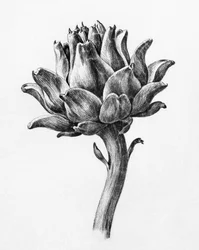 Artischocke