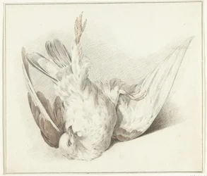 Tote Taube