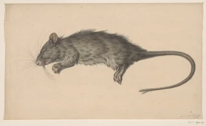 Tote Ratte