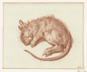 Tote Ratte