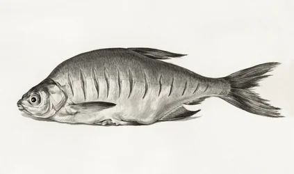 Fisch