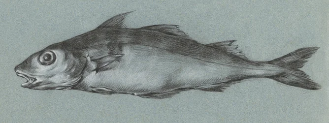 Grüner Fisch