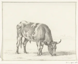 Weidender Stier, nach rechts