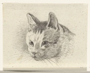 Kopf einer Katze