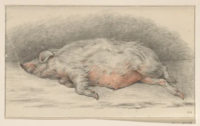 Liegendes Schwein, nach links