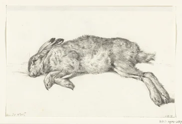 Liegender toter Hase