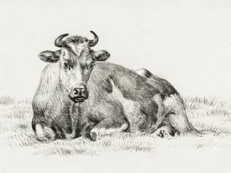 Liegende Kuh