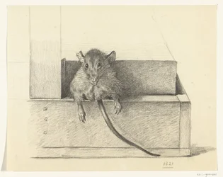Maus (in einer Falle?)