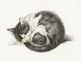 Zusammengerollte schlafende Katze
