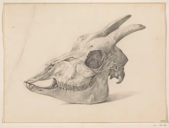 Schädel einer Ziege