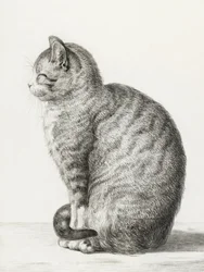 Sitzende Katze
