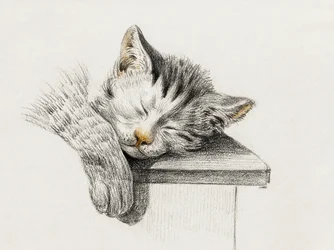 Skizze einer schlafenden Katze