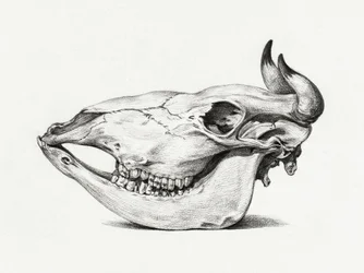 Schädel einer Kuh (1816)