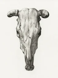 Schädel einer Kuh Vorderansicht (1816)